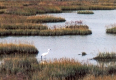 Aigrette garzette de la lagune de Venise