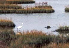 Aigrette garzette de la lagune de Venise