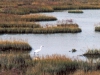 Aigrette garzette de la lagune de Venise