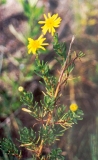 inula-crithmoides de la lagune de Venise