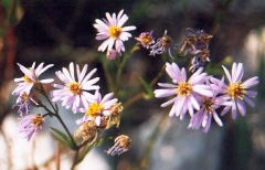 Aster de la lagune de Venise