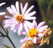 Aster de la lagune de Venise