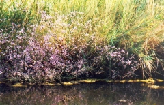 Lavande de mer de la lagune de Venise