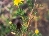 inula-crithmoides de la lagune de Venise