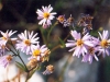 Aster de la lagune de Venise