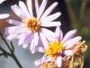 Aster de la lagune de Venise