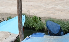 Criste marine