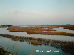 Barene de la lagune de Venise