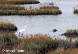 lagune-heron