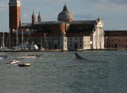 © Giordano Palin - Baline nel bacino di San Marco, Venezia - 03/31/14 18:42